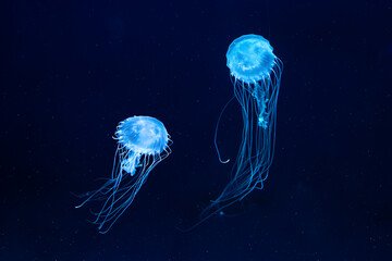 Two Atlantic sea nettle jellyfish, Chrysaora quinquecirrha, East Cost sea nettle, swims in illuminated aquarium with blue lighting. Theriology, biodiversity, undersea life, aquatic organism