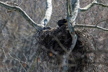 Bald eagle in nest