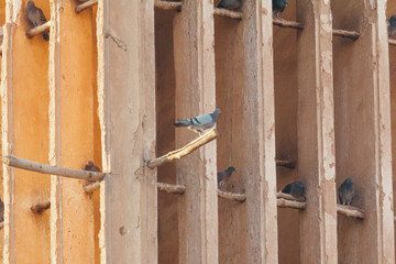 Pigeons perched on a wind catching tower in Yazd, Iran indicating a safe rest and peacefulness.  