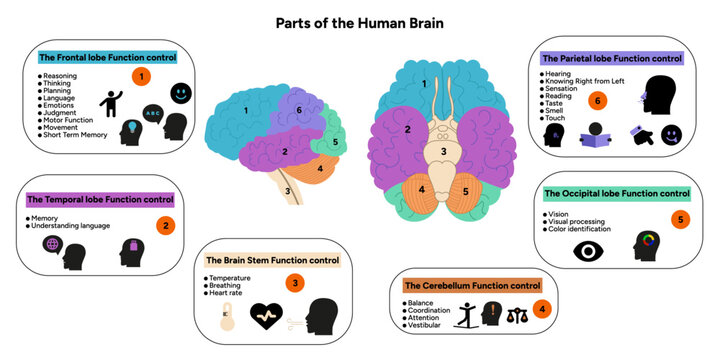 Human brain anatomy with colored parts diagram medical. Parietal, frontal, temporal, occipital, brain stem, cerebellum lobe function control