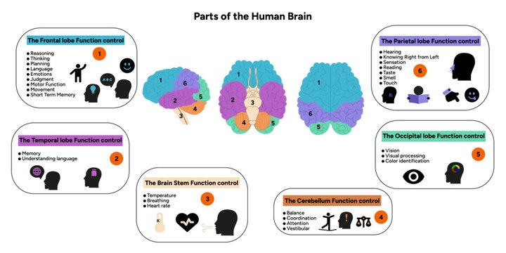 Human brain anatomy with colored parts diagram medical. Parietal, frontal, temporal, occipital, brain stem, cerebellum lobe function control