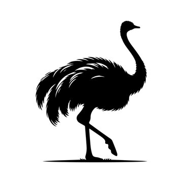 recommend clip art: Ostrich silhouette, vector black color silhouette solid white background 