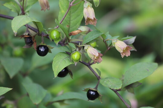 Atropa belladonna. Fruits of belladonna, banewort or deadly nightshade.