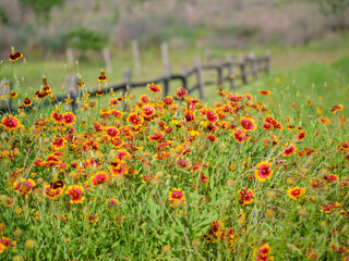 Texas Indian blanket wildflower is blooming in a park near my house. 