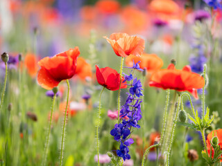 Wildflower blooming crazily in the field. Early May is the time for poppy. Usually it can last for 3 weeks.