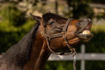 A bay brown arab quarter horse crossbreed mare wearing a collar flehming and looks like its laughing