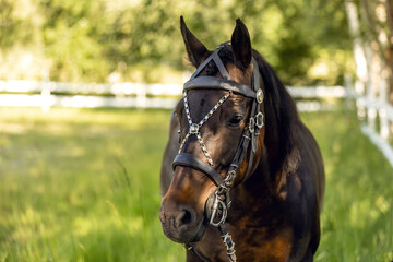 head portrait of a bay brown arab quarter horse crossbreed mare wearing an elegant bridle on a paddock in summer outdoors
