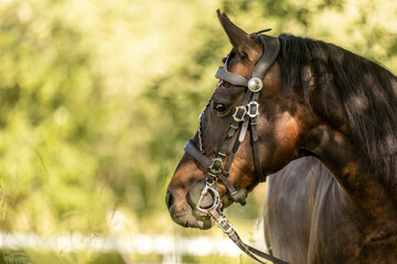 head portrait of a bay brown arab quarter horse crossbreed mare wearing an elegant bridle on a paddock in summer outdoors