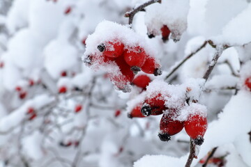 Red rose hip berries. Covered in snow. Stockholm, Sweden.