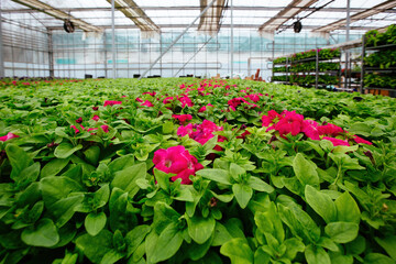 Red petunia flowers grown in modern greenhouse