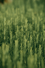 Obraz premium Green herbs, Rosemary wild plant