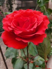 A close-up of a velvety red rose in full bloom. The flower's rich color and delicate petals are captured against a soft, green background. This high-resolution image is perfect .