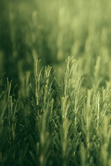 Green herbs, Rosemary wild plant