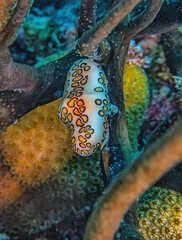 flamingo tongue snail ,Cyphoma gibbosum is a species of small but brightly colored sea snail,