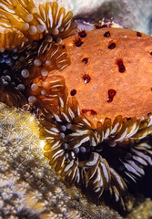 Sea anemones, branching anemones