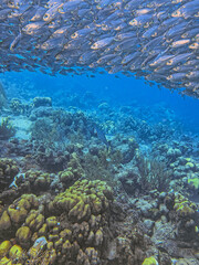 Baitball off the coast of the Cariibean island of Bonaire