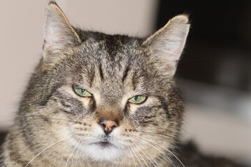 mixed breed cat portrait