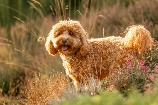 A cute havapoo dog in summer outdoors