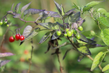 Solanum dulcamara. Bittersweet branch with ripe red berries and green leaves.