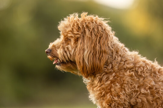 A cute havapoo dog in summer outdoors