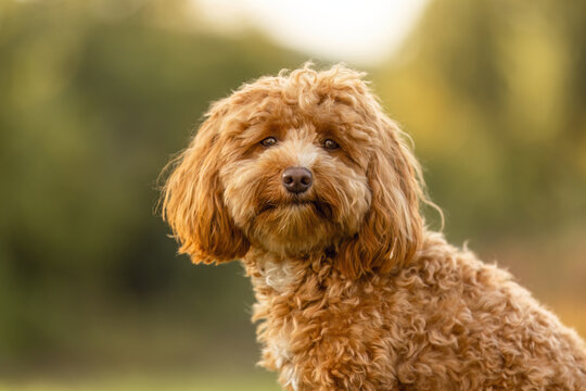 A cute havapoo dog in summer outdoors
