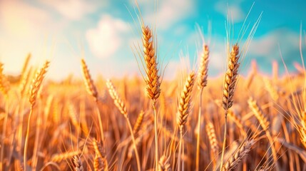 Fototapeta premium Golden grains flourish in a field under a clear blue sky, with wheat spikes visible in June, representing vital food crops.