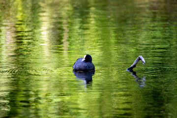 Wildtier: Blässhuhn auf dem Wasser neben Treibholz
