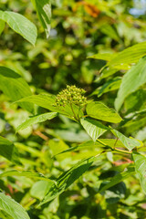 the red osier or red-osier dogwood (Cornus sericea)