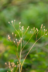 Nipplewart (Lapsana communis)