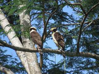 Laughing Falcon (Herpetotheres cachinnans) couple, courting with prey on foot in the Brazilian Amazon