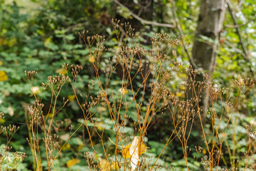 Nipplewart (Lapsana communis)