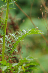 Tansy (Tanacetum vulgare)