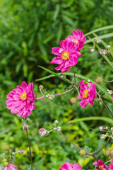 Windflowers (Anemone)