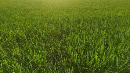 View of rice paddy plant swaying in the rice field in rural area during sunny day