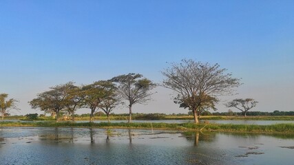 Natural view background of a lake and tree with dirt road during sunny day