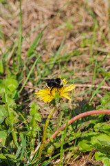 Bumblebee on a Dandelion (Taraxacum)