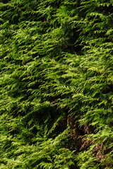 Western red cedar (Thuja plicata)