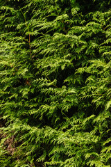 Western red cedar (Thuja plicata)