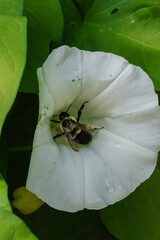 Bumblebee in Calystegia sepium (hedge bindweed, Rutland beauty, bugle vine, heavenly trumpets, bellbind, granny-pop-out-of-bed)