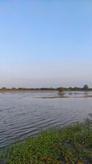 he view of a pond with water plant on the edge and tree on the land next to it during sunny day 