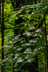 Vine maple (Acer circinatum)
