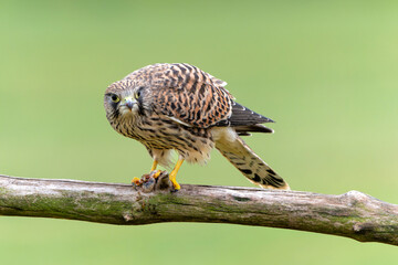 Common Kestrel (Falco innunculus) juvenile sitting on a pole where he is waiting to be fed by his parents in the meadows in the Netherlands 