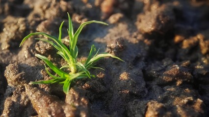 Close-up of a small green plant sprouting from moist soil, symbolizing new growth and resilience in a natural environment