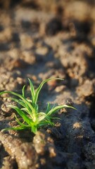 Close-up of a small green plant sprouting from moist soil, symbolizing new growth and resilience in a natural environment