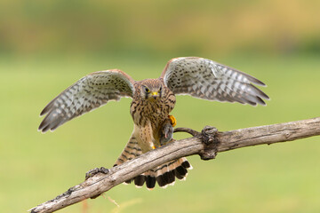 Common Kestrel (Falco innunculus) juvenile sitting on a pole where he is waiting to be fed by his parents in the meadows in the Netherlands 