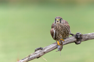 Common Kestrel (Falco innunculus) juvenile sitting on a pole where he is waiting to be fed by his parents in the meadows in the Netherlands 