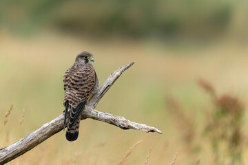Common Kestrel (Falco innunculus) juvenile sitting on a pole where he is waiting to be fed by his parents in the meadows in the Netherlands 
