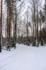 Beautiful snowy forest,  winter landscape in Finland