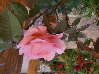 A side-profile view of a delicate pink rose, showcasing its graceful form and soft petals. The soft focus and natural lighting create a dreamy and romantic atmosphere. Perfect for floral photography, 