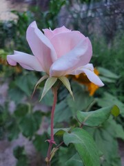 A side-profile view of a delicate pink rose, showcasing its graceful form and soft petals. The soft focus and natural lighting create a dreamy and romantic atmosphere. Perfect for floral photography, 